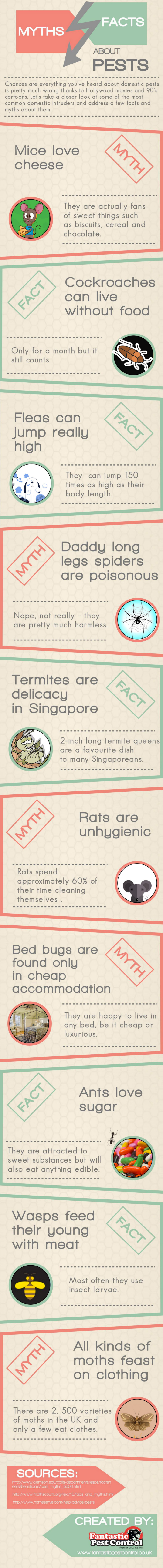 myths about pests infographic