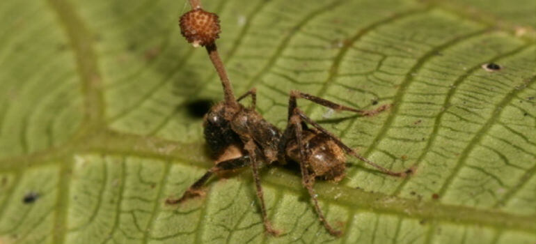 horrifying zombie ant