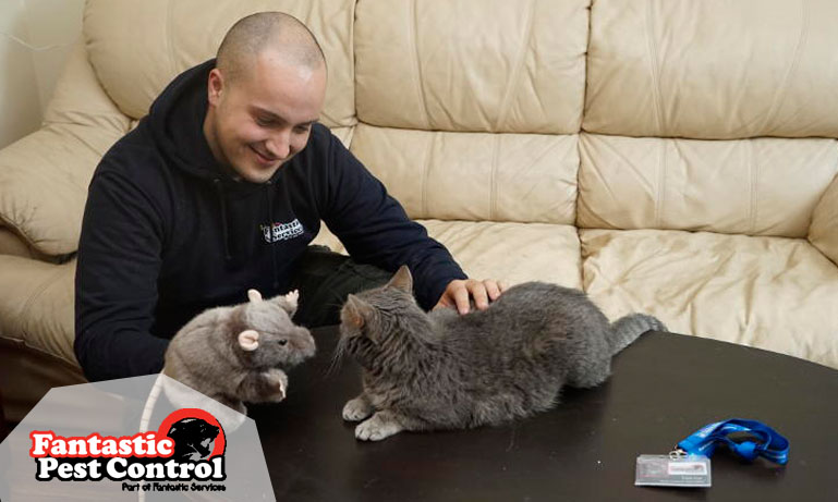 Fantastic Pest Control - Tom the Cat in Action Fantastic Pest Control - Tom the Cat in Action