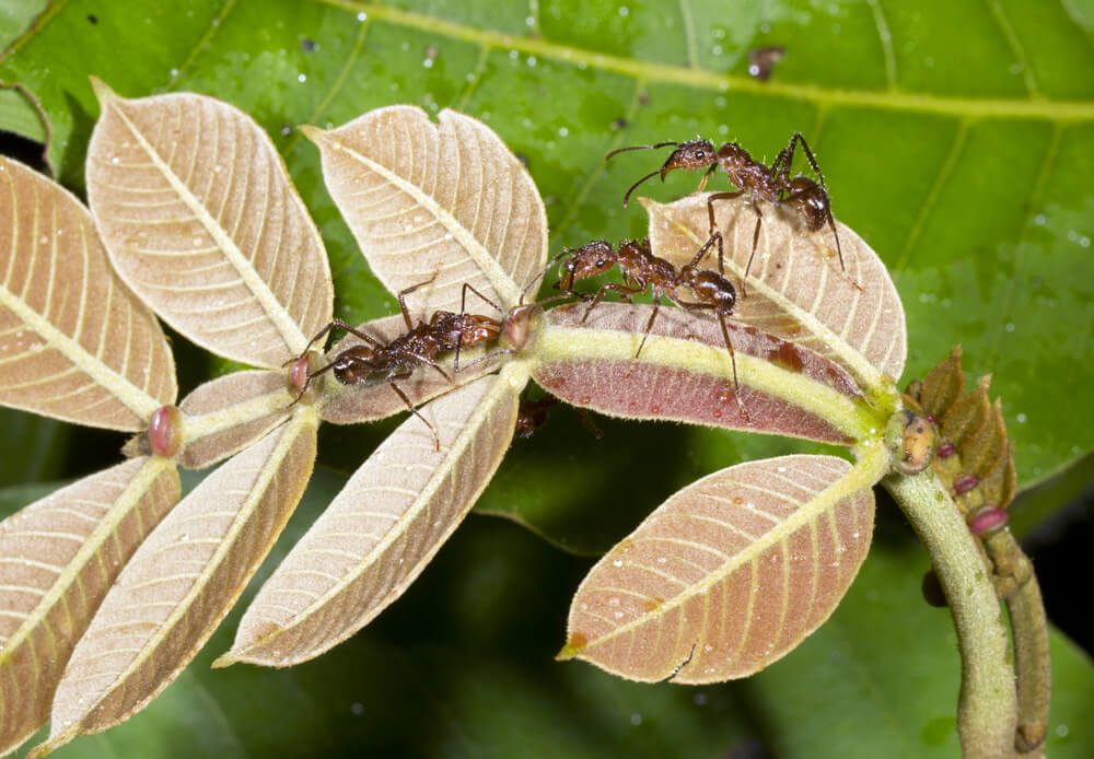 Amazonian ants