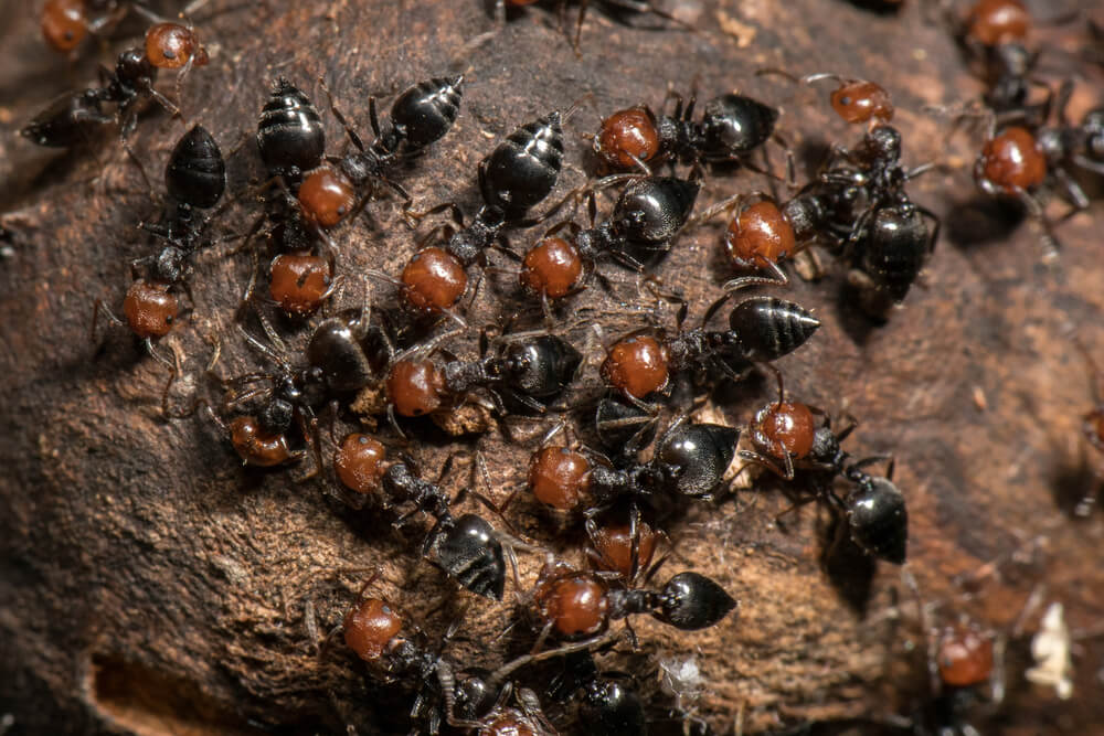 parasite ants