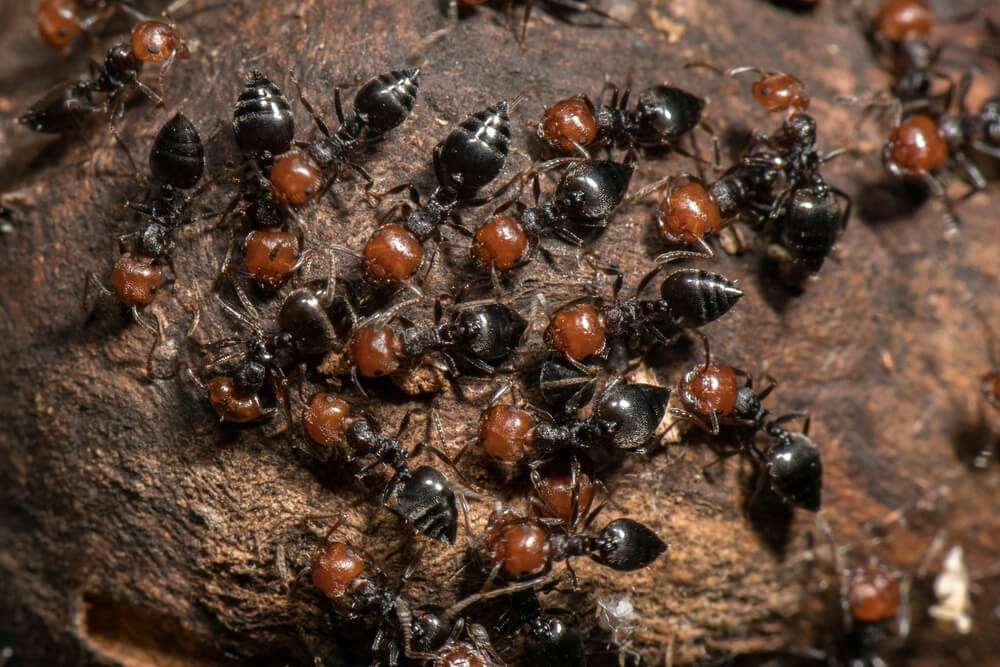 parasite ants
