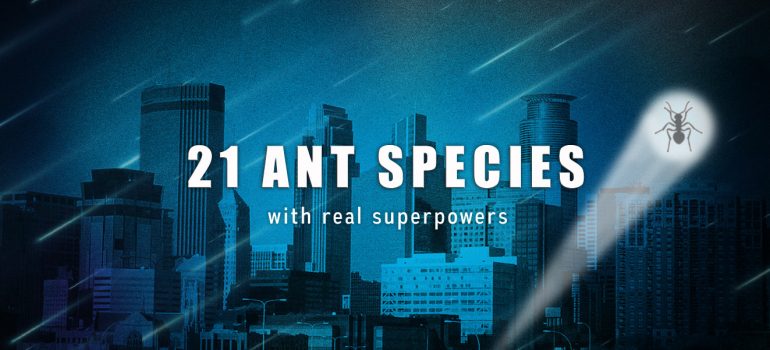 Extraordinary ant species