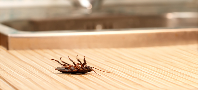 Dead cockroach on a table