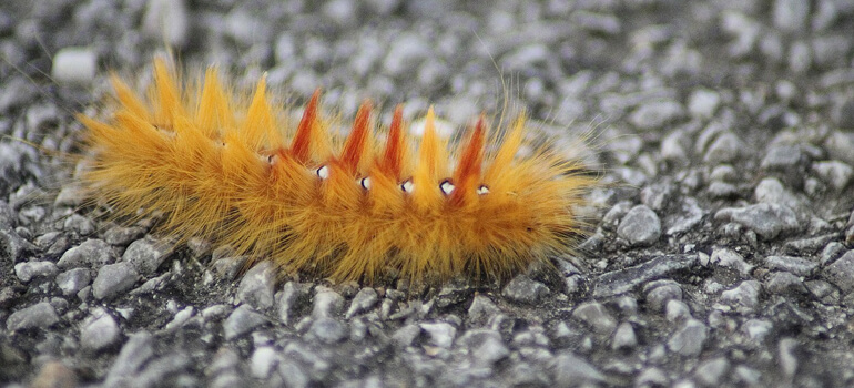 maple-moth