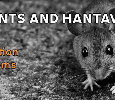 hantavirus and rodents in the UK
