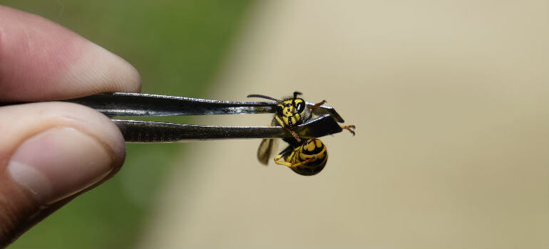 how do you remove bees from your house