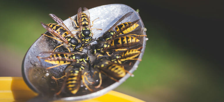 What’s the Difference Between Wasps, Bees and Hornets