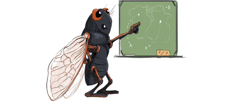 What are cicada broods? What are cicada broods?