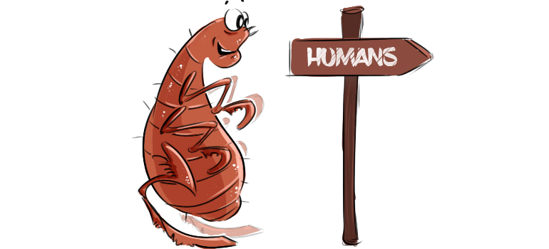 Do fleas live on humans?