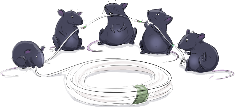 Why do mice eat electrical wires?