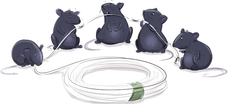 Why do mice eat electrical wires? Why do mice eat electrical wires?