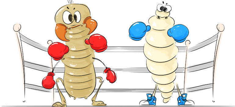 Animated woodworm and a termite playing box