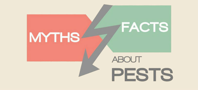 Myths about pest - infografic