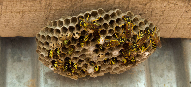 how much are you afraid of wasps
