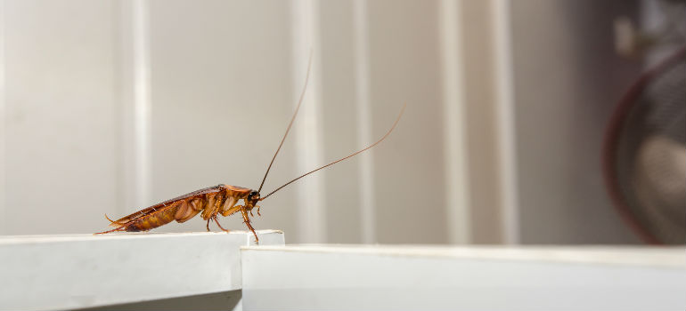 Cockroach on the edge of a table