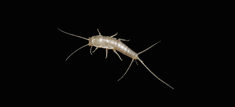 How To Get Rid Of Silverfish Infestation