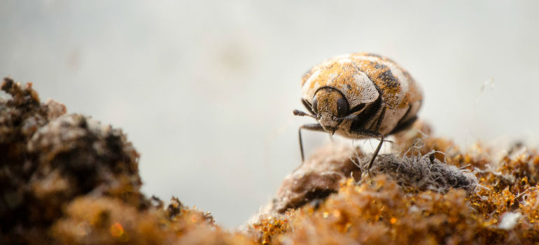 How to Get Rid of Carpet Beetles