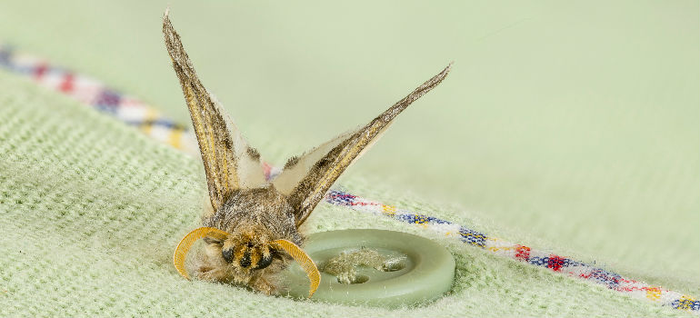 what damage do moths cause