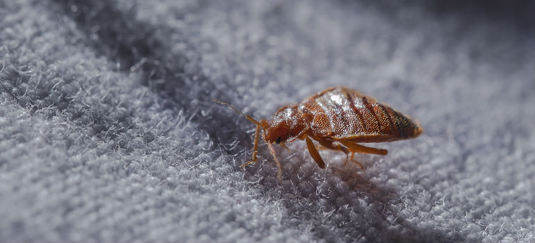 tiny baby bed bugs look like