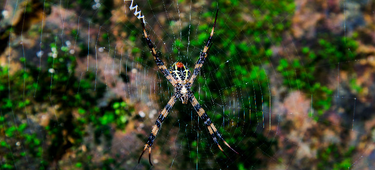 Spider on a spider web in a garden