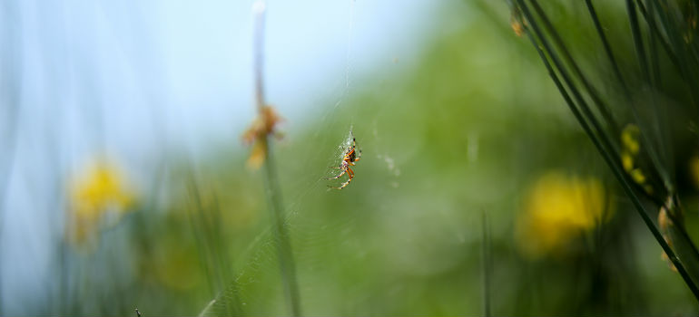 Spider on a web in a garden - macro image