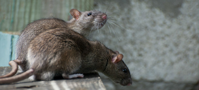 Macro image of rats on the edge of a table