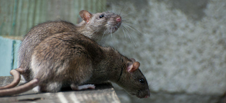 How to prepare for your next rat / mice control service?