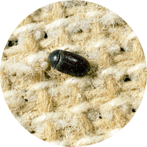 HELP! How to Get Rid of Carpet Beetles