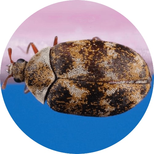 HELP! How to Get Rid of Carpet Beetles HELP! How to Get Rid of Carpet Beetles