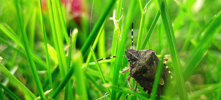 how to get rid of stink bugs