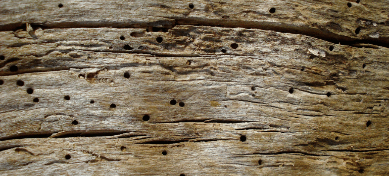 How To Get Rid Of Woodworm In The Furniture