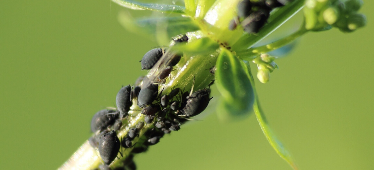 Bad garden pests