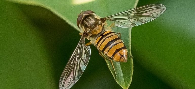 Hoverfly on a leaf macro image