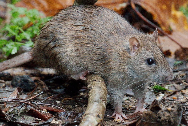 How Rat Poison Works - PEST UK