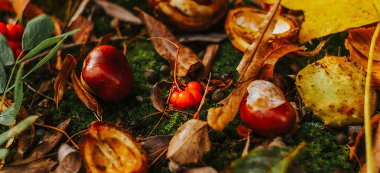 Conkers macro image