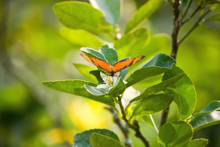 What Bugs Come Out in Spring? - Common Spring Insects UK