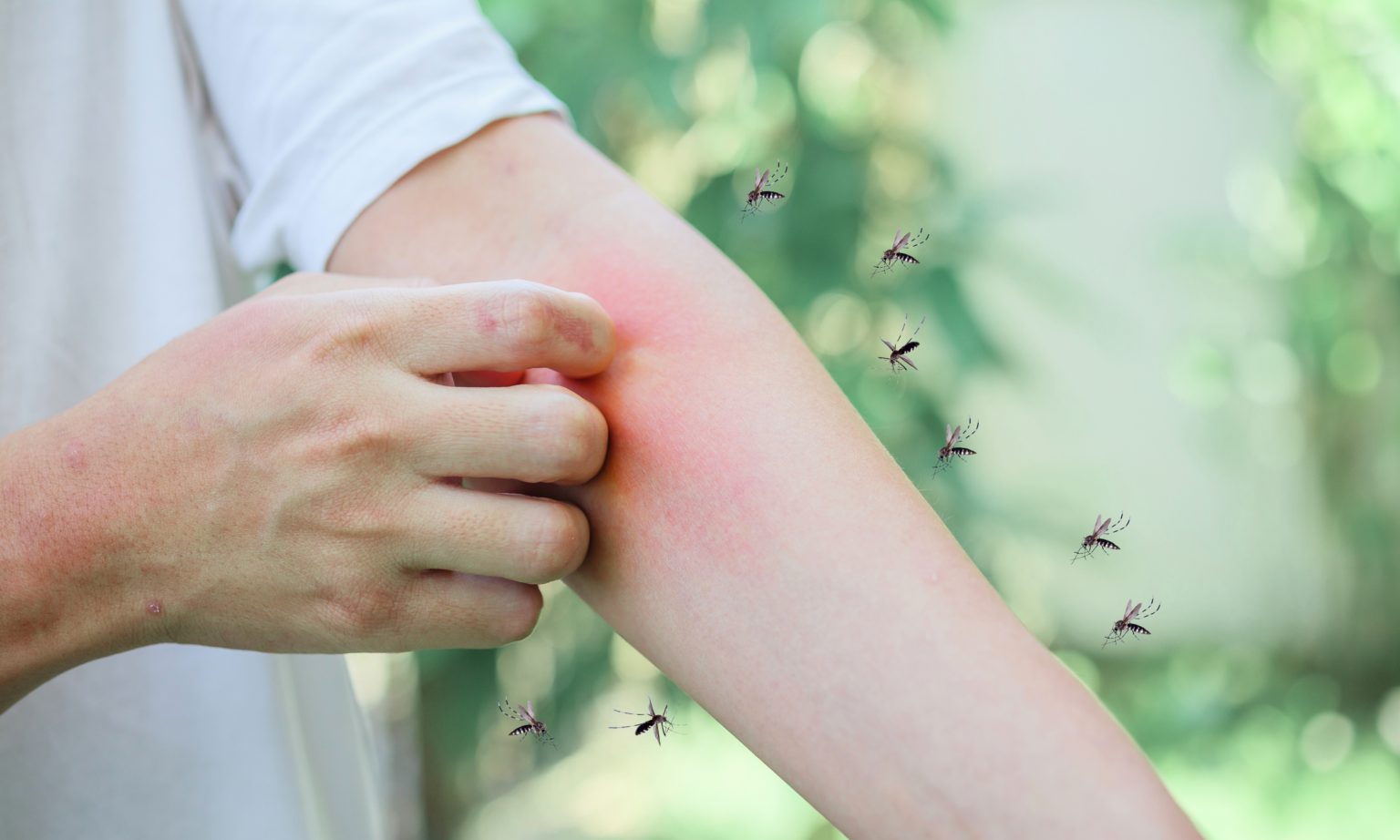 What Bugs Come Out in Spring? - Common Spring Insects UK