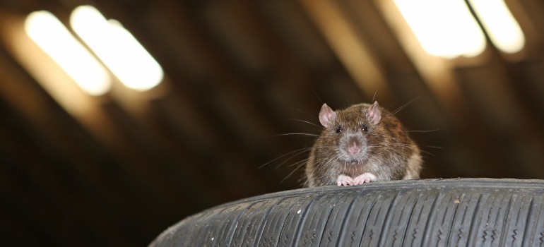 Rat sitting on tires in a garage