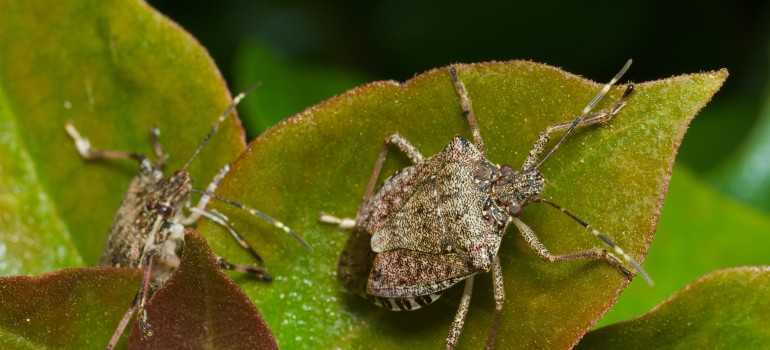 Brown Marmorated Stink Bug