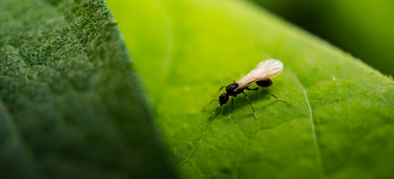 Flying ant on a leaf macro image