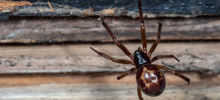 black widow spider web identification