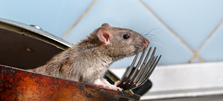 Where do Rats go to Die? – Rat Poison Facts