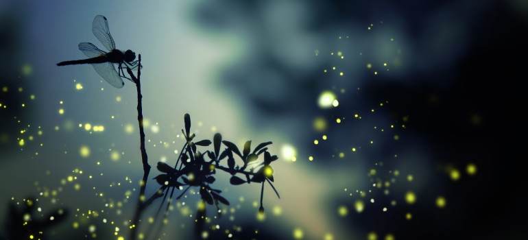 Waterfly on a flower dark image