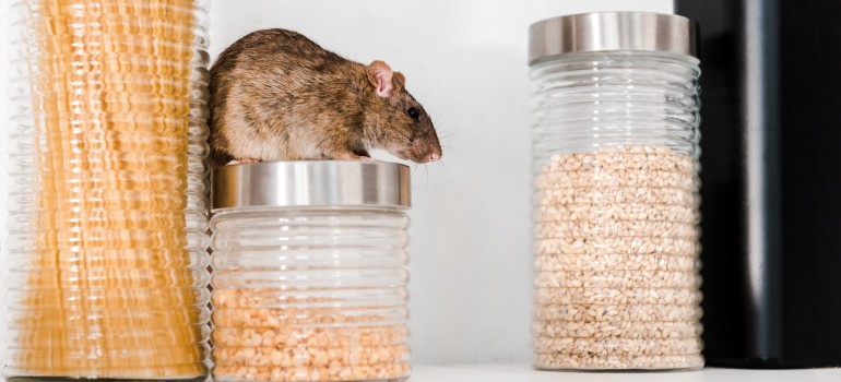 tips on how to prevent pantry pests