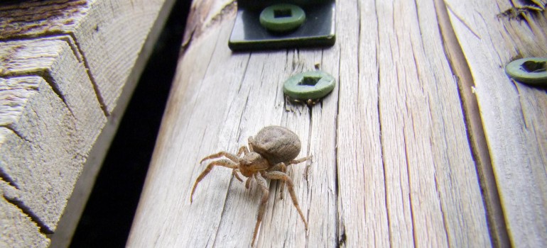 spider in a garden shed