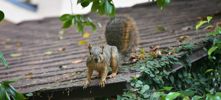 Squirrel control by Fantastic Pest Control