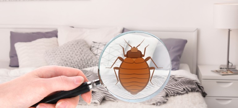 bed bugs in a bedroom