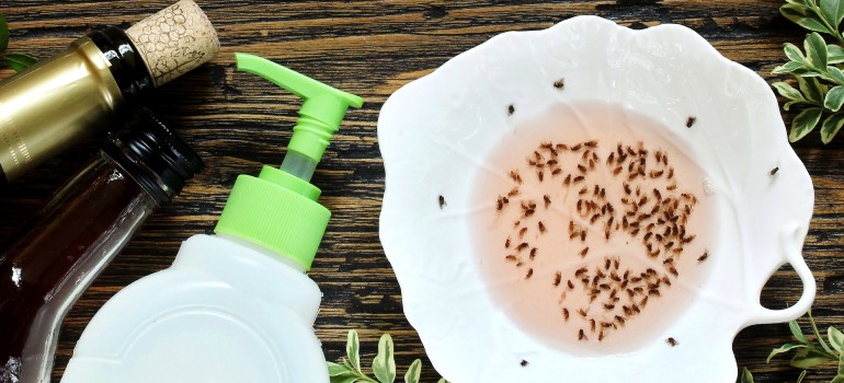 fruit flies trap with vinegar