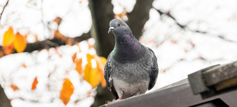 pigeon control